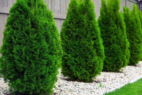 Arborvitae Planting in Hilton Head Island
