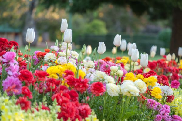 Gardening Service in Hilton Head Island