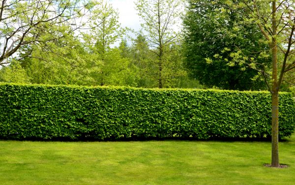 Hedge Planting in Hilton Head Island