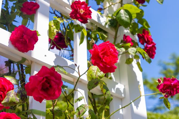 Home Gardening Service in Hilton Head Island