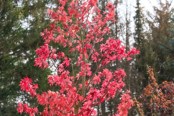 Japanese Maple Planting in Hilton Head Island