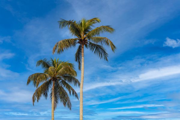 Palm Tree Planting in Hilton Head Island