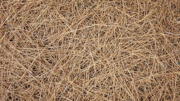 Pine Needles Delivery in Hilton Head Island