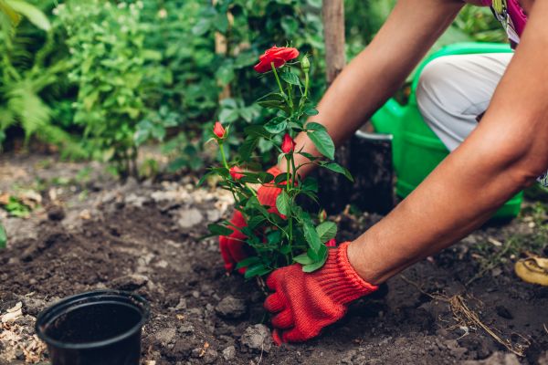 Planting Service in Hilton Head Island