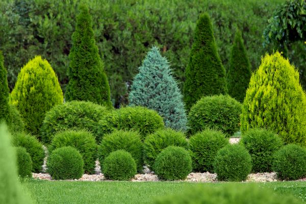 Shrub Replacement in Hilton Head Island