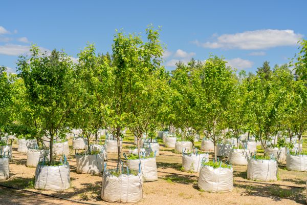 Tree Planting Service in Hilton Head Island