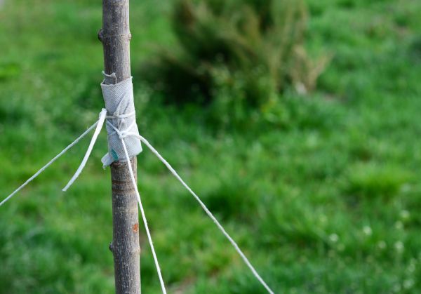 Tree Staking Service in Hilton Head Island