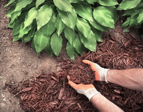 Shredded Mulch Service in Hilton Head Island
