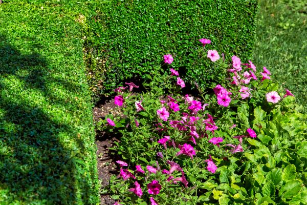 Softscaping Service in Hilton Head Island