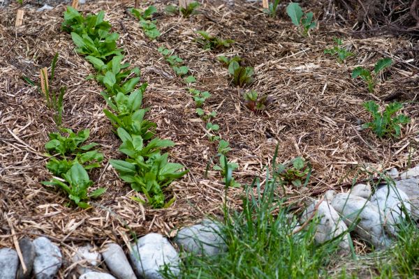 Mulch Service in Hilton Head Island
