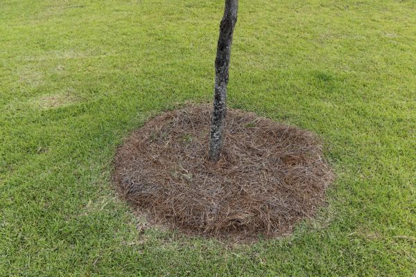 Pine Straw Spreading in Hilton Head Island