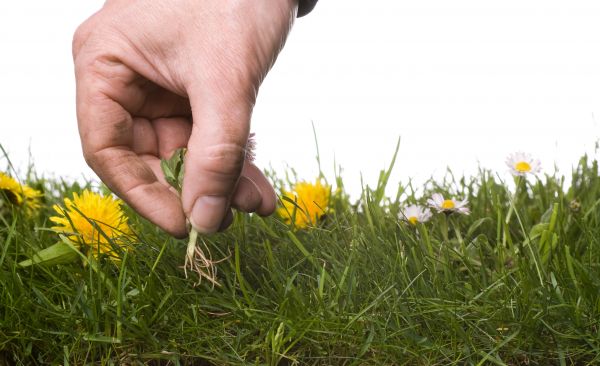 Lawn Weeding in Hilton Head Island