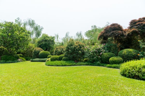 Tree Landscaping in Hilton Head Island