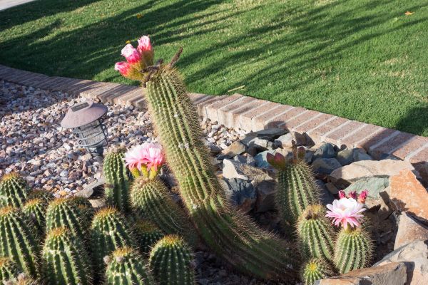 Desert Landscaping in Hilton Head Island