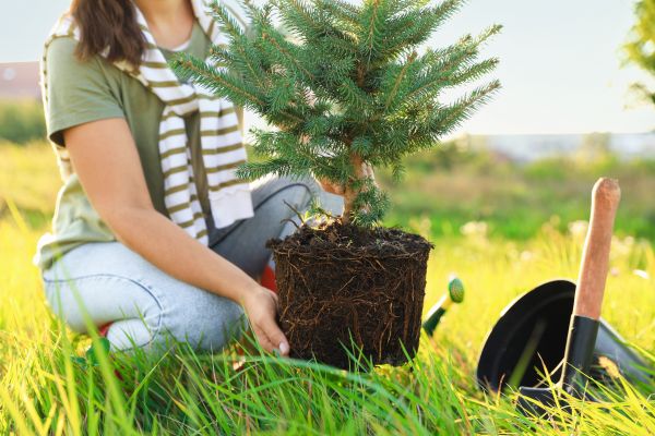 Spruce Tree Planting in Hilton Head Island