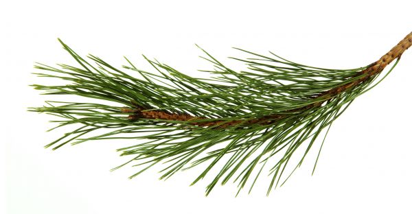 Pine Needles Installation in Hilton Head Island