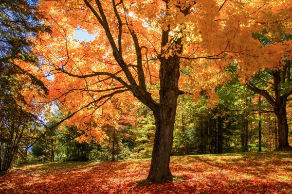Maple Tree Planting in Hilton Head Island