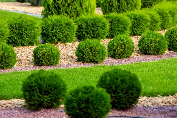 Bush Installation in Hilton Head Island
