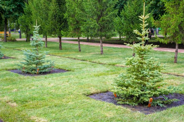 Privacy Trees Planting in Hilton Head Island