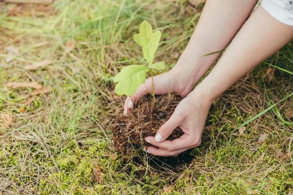 Oak Tree Planting in Hilton Head Island