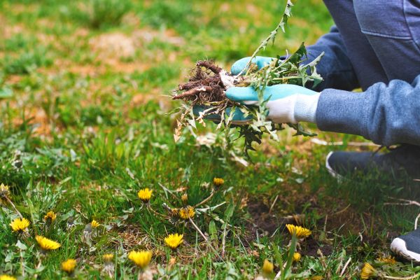 Flower Bed Clearing in Hilton Head Island