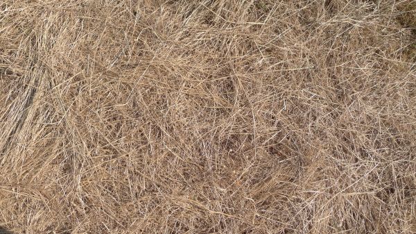 Pine Straw Replacement in Hilton Head Island
