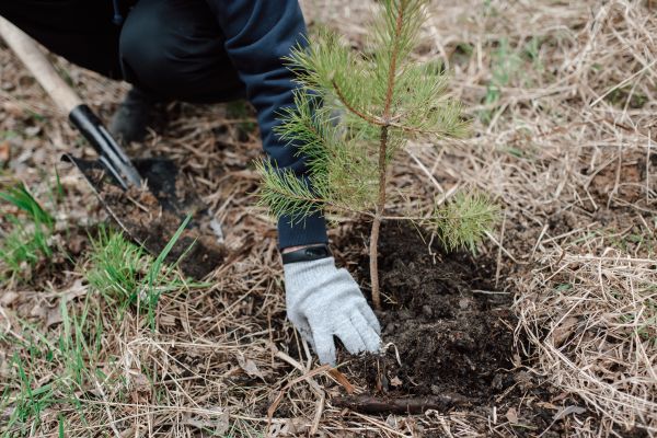 Pine Tree Planting in Hilton Head Island