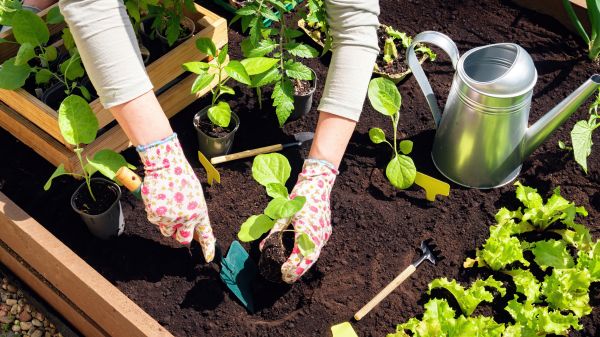 Garden Bed Installation in Hilton Head Island