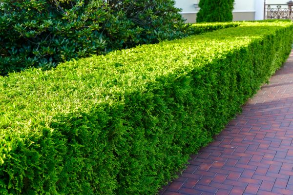 Hedge Installation in Hilton Head Island