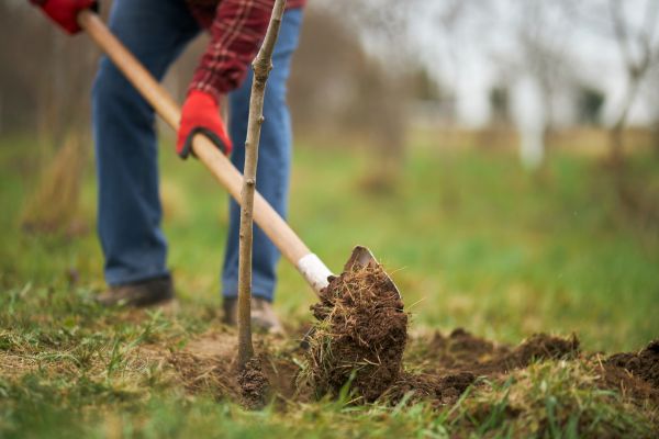 Trees Planting in Hilton Head Island