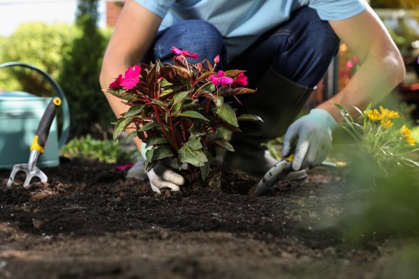 Plant Replacement in Hilton Head Island