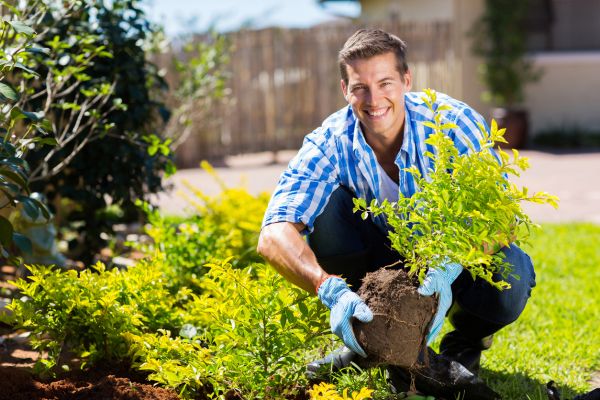 Shrub Landscaping in Hilton Head Island