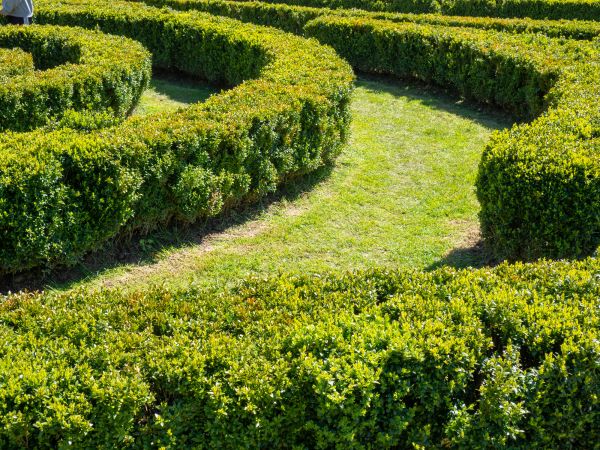 Bush Landscaping in Hilton Head Island