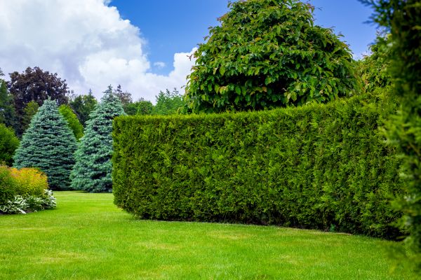 Hedge Landscaping in Hilton Head Island