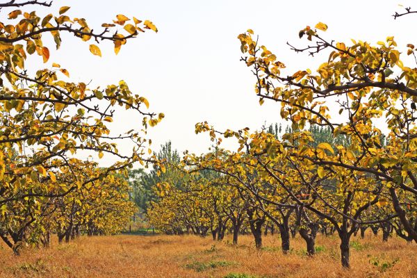 Pear Tree Planting in Hilton Head Island