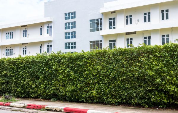 Privacy Landscaping in Hilton Head Island