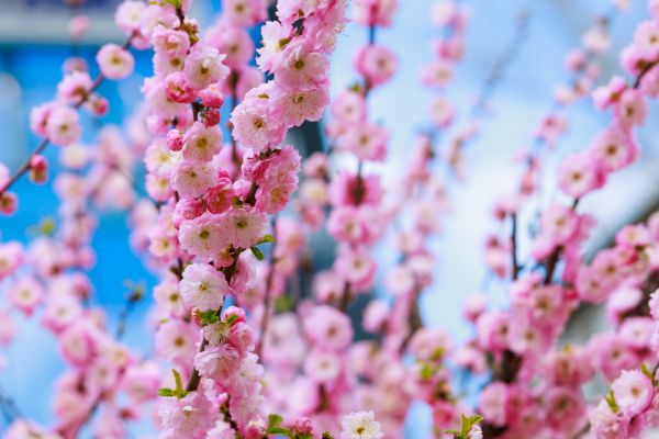 Japanese Cherry Tree Planting in Hilton Head Island