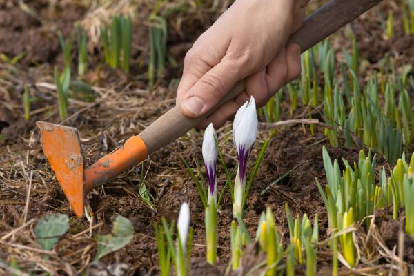 Flower Garden Weeding in Hilton Head Island