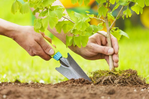 Fruit Tree Planting in Hilton Head Island