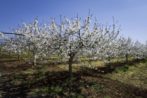 Orchard Planting in Hilton Head Island