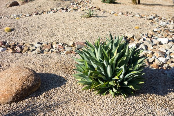 Xeriscaping Service in Hilton Head Island