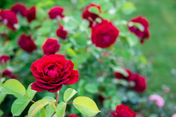 Rose Planting in Hilton Head Island