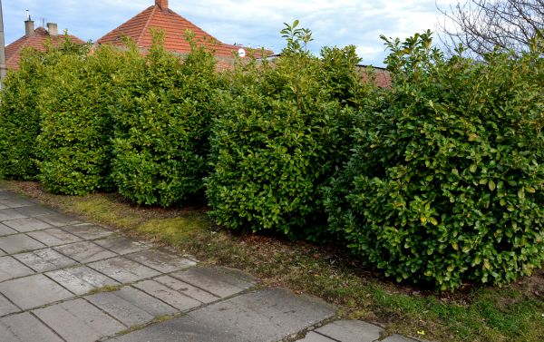 Privacy Shrub Installation in Hilton Head Island