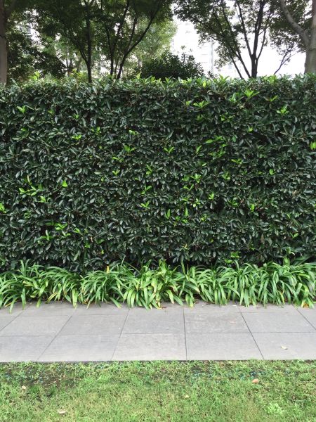Privacy Shrub Planting in Hilton Head Island