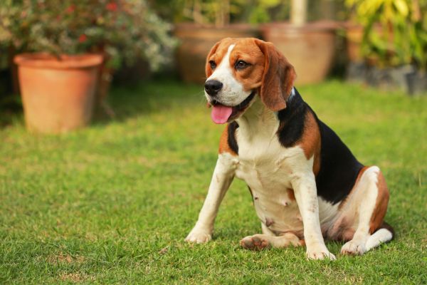 Dog Friendly Landscaping in Hilton Head Island