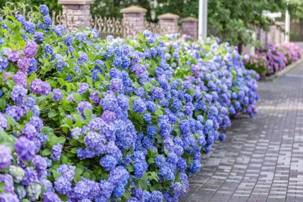 Hydrangea Landscaping in Hilton Head Island