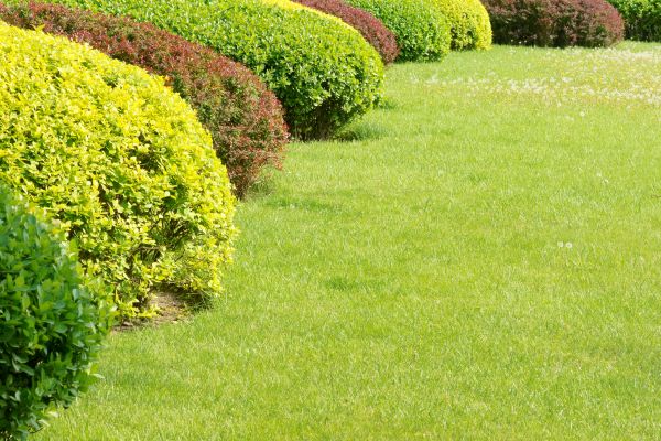Shrubbery Planting in Hilton Head Island
