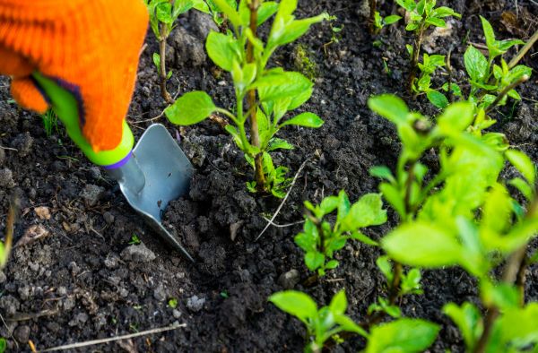 Hydrangea Planting in Hilton Head Island