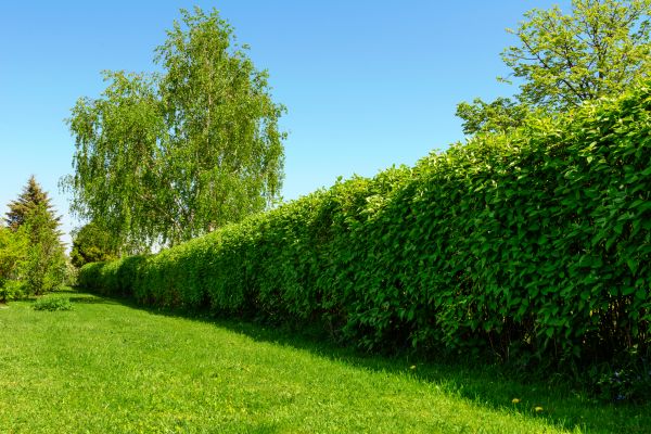 Hedge Replacement in Hilton Head Island
