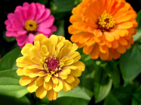Zinnia Planting in Hilton Head Island